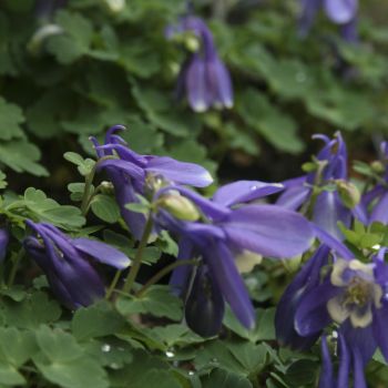 Аквилегия дисколор (Aquilegia discolor)