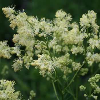 Василистник  светлый (Thalictrum lucidum)