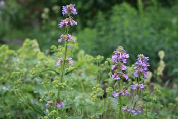 Пенстемон  изящный (Penstemon gracilis)