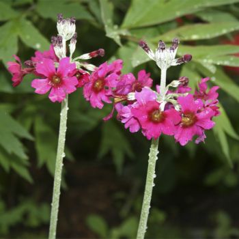 Примула припудренная (Primula pulverulentha)