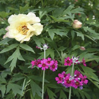 Примула припудренная (Primula pulverulentha)