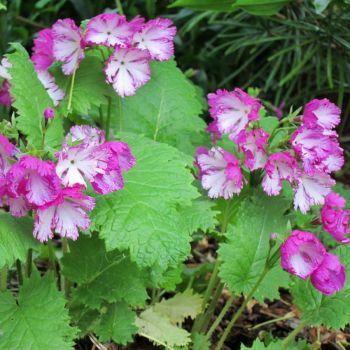 Примула Зибольда Sumida no Hanabi (Primula sieboldii Sumida no Hanabi)