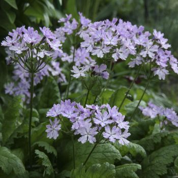 Примула Зибольда Kumor (Primula sieboldii Kumor)