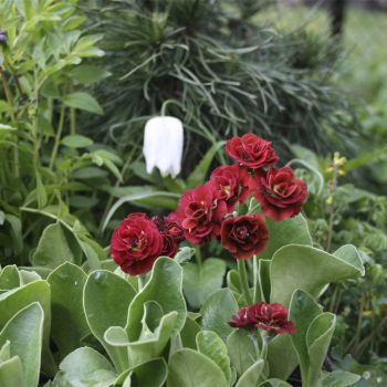 Примула ушковая Crimson Glow (Primula auricula Crimson Glow)