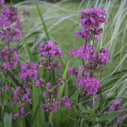 Лихнис вискария (Lychnis viscaria)