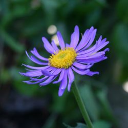 Астра альпийская синяя Dunkle Schone (Aster alpinus Dunkle Schone)