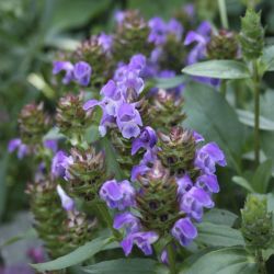 Черноголовка крупноцветковая (Prunella grandiflora)