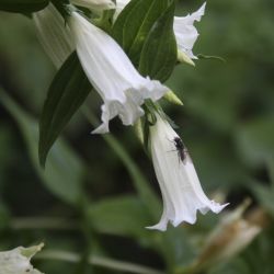 Горечавка ластовневая Alba (Gentiana asclepiadea Alba)