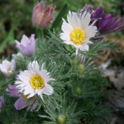 Прострелы Papageno смесь (Pulsatilla vulgaris Papageno )