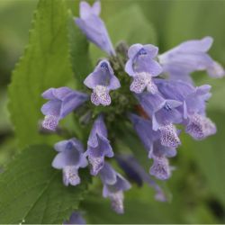 Котовник почти-сидячий (Nepeta subsessilis)