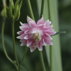 Аквилегия гибридная Nora Barlow (Aquilegia hybrida Nora Barlow)