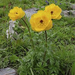 Купальница джунгарская (Trollius dzhungaricus)