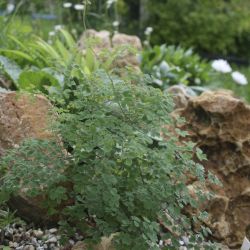 Василистник альпийский (Thalictrum alpinum)