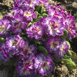 Примула Belarina Candy Frost (Primula Belarina Candy Frost)