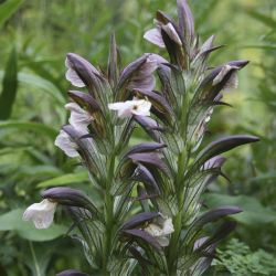 Акант длиннолистный (Acanthus longifolius)