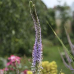 Вероникаструм виргинский Fascination (Veronicastrum virginicum Fascination)