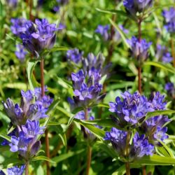 Горечавка даурская (Gentiana dahurica)