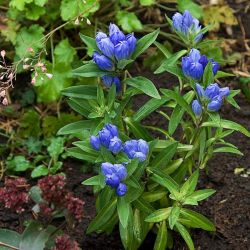 Горечавка пазушноцветковая (Gentiana axillariflora)