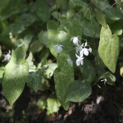 Горянка Variegata