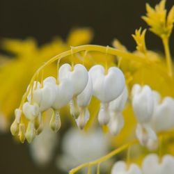 Дицентра великолепная White Gold (D. spectabilis White Gold)