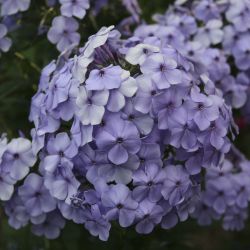 Флокс метельчатый Дунай (Австрия) (Phlox paniculata Donau (Austria))