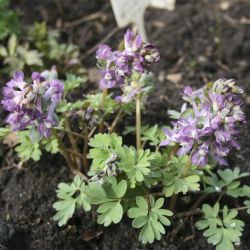 Хохлатка Lilac Talish (C. Lilac Talish)