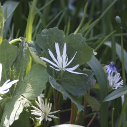 Сангвиная канадская Star (S. canadensis Star)