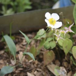 Лютик стеблеобъемлющий (Ranunculus amplexicaulis)