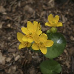 Калужница дудчатая (C. fistulosa)