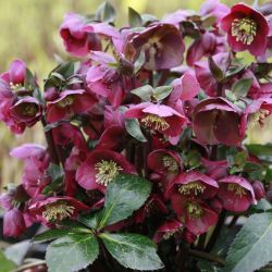 Морозник Frostkiss Anna’s Red (Helleborus Frostkiss Anna’s Red)