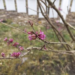 Дафна (Daphne mezereum)