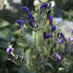 Стробилантес темно-красный (Strobilanthes atropurpureus)