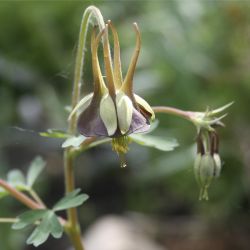 Аквилегия зеленоцветковая (A. viridiflora Chocolate Soldier)