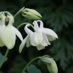 Аквилегия веерная белая (Aquilegia flabellata nana Alba)