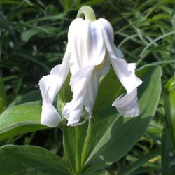 Клематис цельнолистный Hakurei (Clematis integrifolia Hakurei)