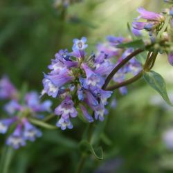 Пенстемон  изящный (Penstemon gracilis)