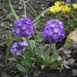 Примула мелкозубчатая (Primula denticulata )