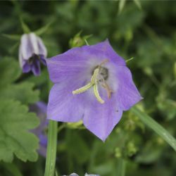 Колокольчик карпатский (C. carpatica)